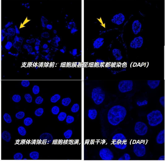 免疫熒光操作指南！Protocol + 避坑 Tips：掌握這些，串色不再煩