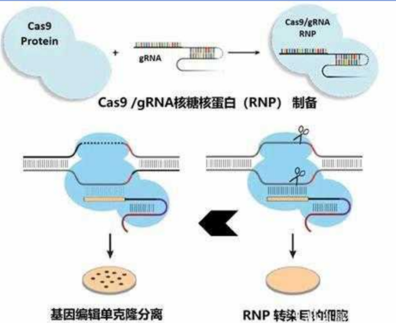 RNP 電轉法 KO 細胞株構建：低脫靶、高效率