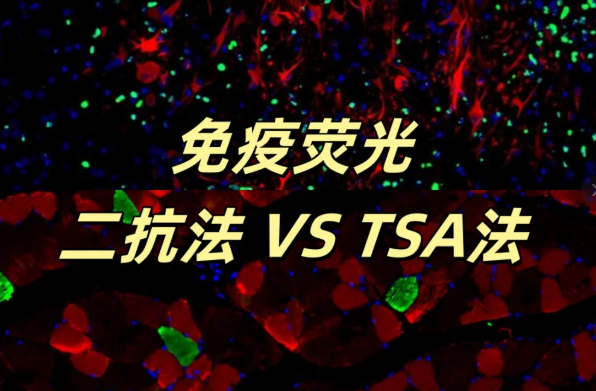 二抗法與TSA 法：免疫熒光實驗方法怎么選？看完這篇就懂