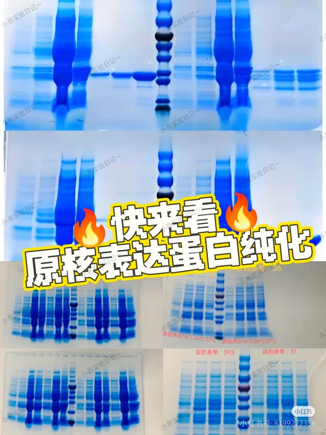 蛋白原核表達-從原理到實操超詳細教程
