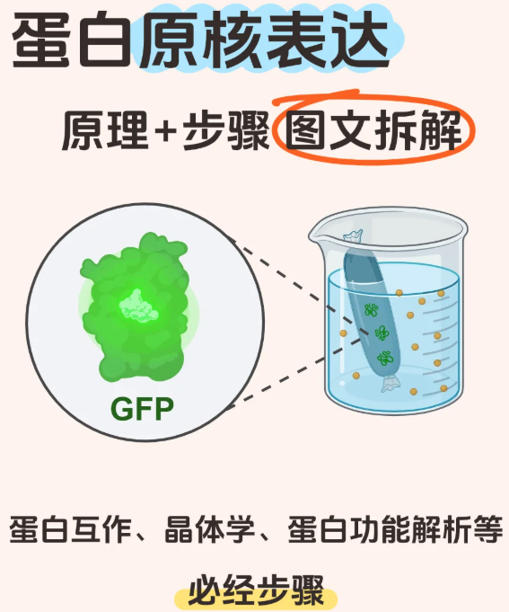 原核重組蛋白表達(dá)純化多少錢(qián)？幾千起高效交付