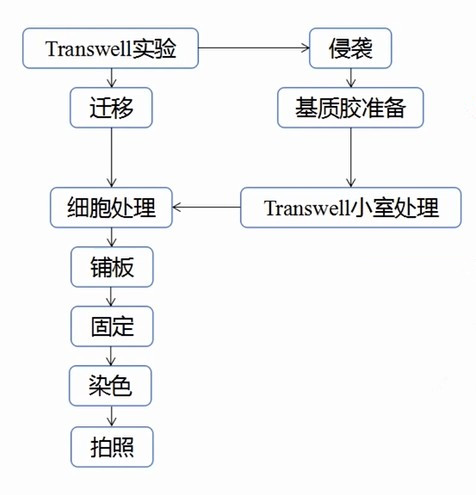 1619754244775653.jpg transwell實驗.jpg